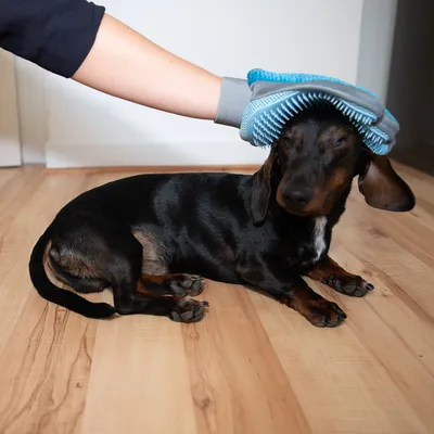 Hund borstas med blå och grå gummiborsthandske på trägolv. Handsken har synliga borst av gummi.