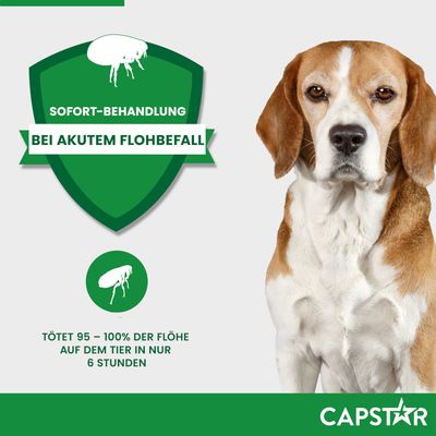 Sofort-Behandlung bei akutem Flohbefall. Tötet 95–100% der Flöhe auf dem Tier in nur 6 Stunden. CAPSTAR.