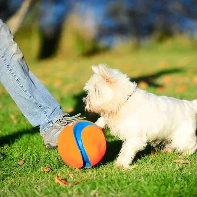 Hond speelt met een oranje-blauwe bal op een grasveld naast een mensenvoet in sportschoenen.
