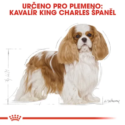 Určeno pro plemeno: Kavalír King Charles španěl. Ilustrace psa s hnědobílou srstí, červený pruh a korunka dole.