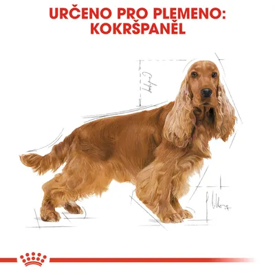 Text: URČENO PRO PLEMENO: KOKRŠPANĚL. Ilustrace psa plemene kokršpaněl s náčrtky proporcí těla.