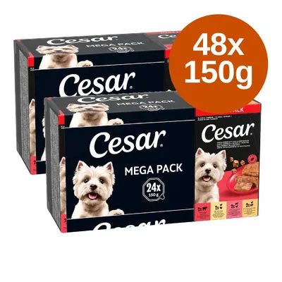 Cesar Mega Pack, 48 x 150g. Két fekete csomagolás kutyás képpel és adagolási információval. Nagy narancssárga címke: 48x 150g.