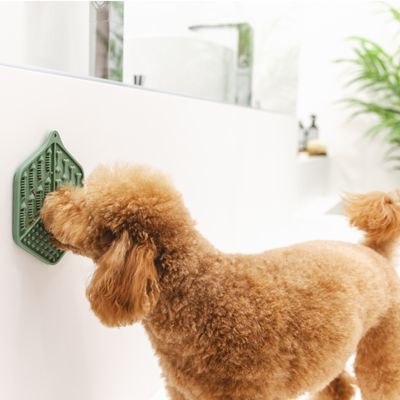 Hund leckt an grünem Wandspielzeug mit Saugnapf, geeignet zur Ablenkung während der Pflege oder Reinigung.