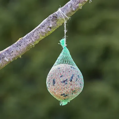 Mezenbollen in groen net, opgehangen aan een tak.
