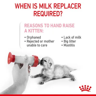 Tekst na engleskom: When is milk replacer required? Reasons to hand raise a kitten: Orphaned, Rejected or mother unable to care, Lack of milk, Big litter, Mastitis. Mačić pije iz bočice.