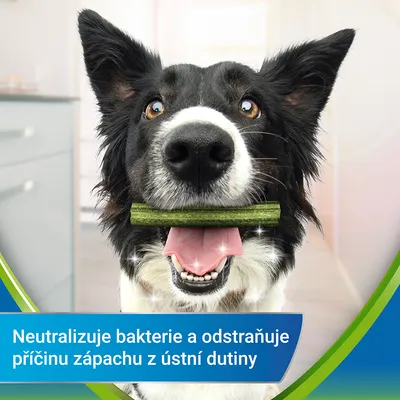 Neutralizuje bakterie a odstraňuje příčinu zápachu z ústní dutiny (text v češtine na obrázku). Pes s dentálnou tyčinkou v papuli.