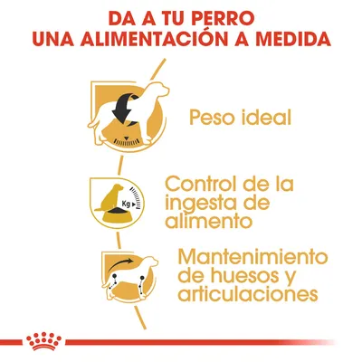 Da a tu perro una alimentación a medida: peso ideal, control de la ingesta de alimento y mantenimiento de huesos y articulaciones. Texto e iconos explicativos en español.