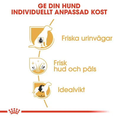 Ge din hund individuellt anpassad kost. Friska urinvägar, frisk hud och päls, idealvikt. Illustrationer av hundar och symboler för varje egenskap.