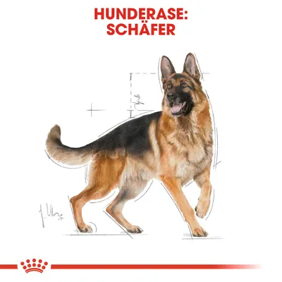 Royal Canin German Shepherd Adult