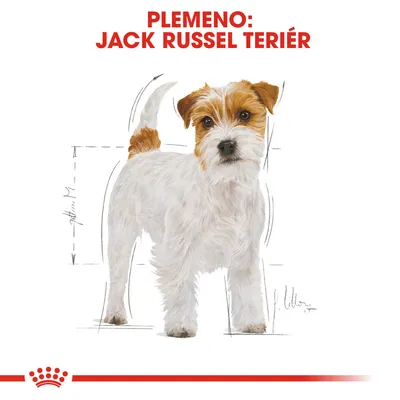 Ilustrácia psa s textom: Plemeno: Jack Russel teriér. Viditeľné náčrty rozmerov tela psa.