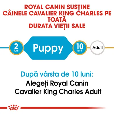 ROYAL CANIN susține câinele Cavalier King Charles pe toată durata vieții sale. Puppy 2 luni–10 luni. După vârsta de 10 luni: Alegeți Royal Canin Cavalier King Charles Adult.