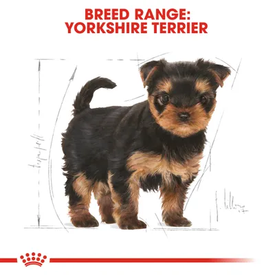 Royal Canin Yorkshire Terrier Puppy - 7,5 kg