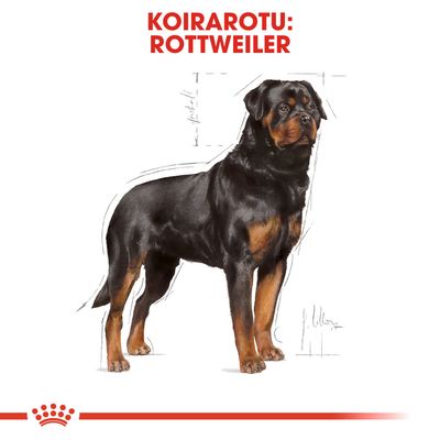 Koirarotu: Rottweiler. Kuvassa seisoo mustaruskea rottweiler, taustalla mittaviivoja. Alareunassa Royal Canin -brändin kruunu.