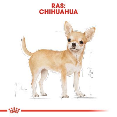 Illustratie van een Chihuahua met rode tekst bovenaan: 'RAS: CHIHUAHUA'. Meetlijnen zichtbaar naast de hond. Royal Canin kroonlogo onderaan.