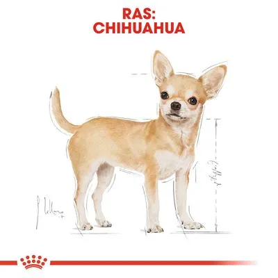 Illustratie van een Chihuahua met rode tekst bovenaan: 'RAS: CHIHUAHUA'. Meetlijnen zichtbaar naast de hond. Royal Canin kroonlogo onderaan.