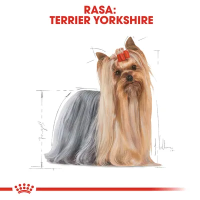 RASA: TERRIER YORKSHIRE, imagine cu un câine Terrier Yorkshire cu blană lungă și fundiță roșie. Textul este evidențiat deasupra câinelui.