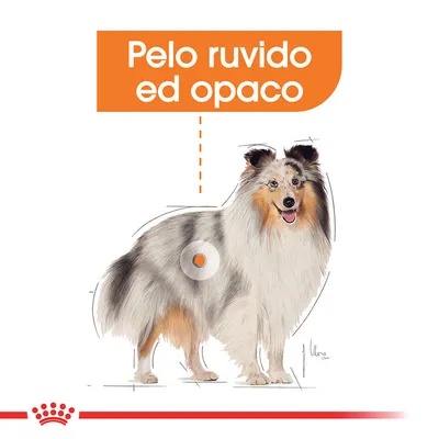 Illustrazione di cane con testo: Pelo ruvido ed opaco. Evidenziata un'area sul fianco del cane.