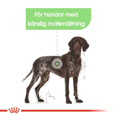 Text: För hundar med känslig matsmältning. Illustration av en stående hund med markering vid magen.