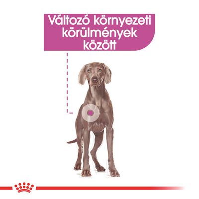 Változó környezeti körülmények között – szöveg kutya illusztrációval, kiemelt testtájjal. Royal Canin márka embléma alul.
