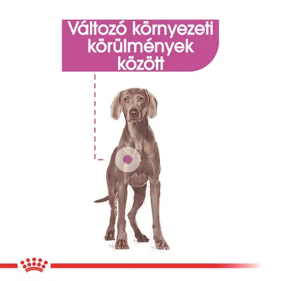 Változó környezeti körülmények között – szöveg kutya illusztrációval, kiemelt testtájjal. Royal Canin márka embléma alul.