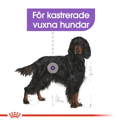 Text: För kastrerade vuxna hundar. Illustration av en svart hund med markerad punkt på kroppen.
