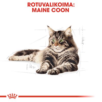 Rotuvalikoima: Maine Coon. Kuvassa pitkäkarvainen, raidallinen Maine Coon -kissa makaa etualalla valkoisella taustalla.