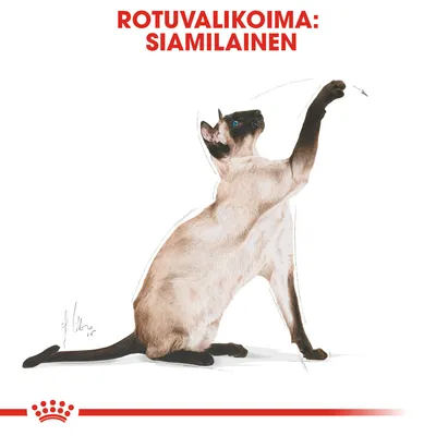 Rotuvalikoima: siamilainen. Kuvassa siamilaiskissa istuu ja kurottaa etutassuaan ylöspäin valkoisella taustalla.