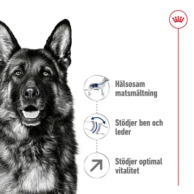 Hälsosam matsmältning, Stödjer ben och leder, Stödjer optimal vitalitet – tre egenskaper listade med ikoner bredvid en hunds överkropp.