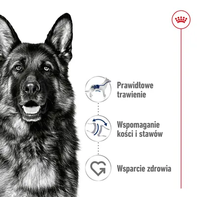Prawidłowe trawienie, wspomaganie kości i stawów, wsparcie zdrowia – trzy zalety przedstawione obok sylwetki psa. W prawym górnym rogu widoczne czerwone godło Royal Canin.