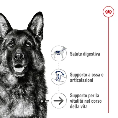 Immagine di un pastore tedesco con tre icone e testi: Salute digestiva, Supporto a ossa e articolazioni, Supporto per la vitalità nel corso della vita. Simbolo Royal Canin in alto a destra.