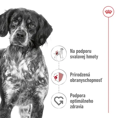 Na podporu svalovej hmoty, prirodzená obranyschopnosť, podpora optimálneho zdravia – text s ikonami vedľa psa a logom Royal Canin vpravo hore.