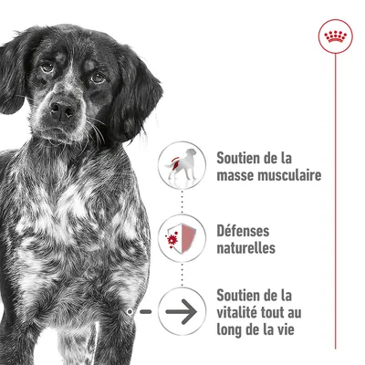 Soutien de la masse musculaire, défenses naturelles, soutien de la vitalité tout au long de la vie. Chien noir et blanc à gauche, logo Royal Canin en haut à droite.