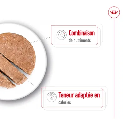 Combinaison de nutriments. Teneur adaptée en calories. Illustration d’une pâtée découpée en parts sur une assiette.