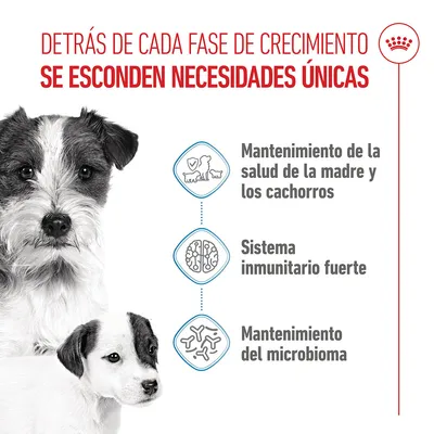 Royal Canin Mini Starter Mother & Babydog - 4 kg