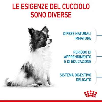 Le esigenze del cucciolo sono diverse: difese naturali immature, periodo di apprendimento e di educazione, sistema digestivo delicato. Immagine di un cucciolo seduto.