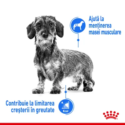 Câine cu două mențiuni: „Ajută la menținerea masei musculare” și „Contribuie la limitarea creșterii în greutate”. Simboluri pentru masă musculară și calorii. Sigla Royal Canin jos dreapta.