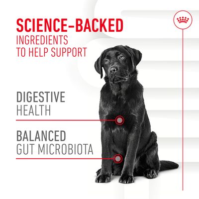 Science-backed ingredients to help support digestive health and balanced gut microbiota, shown with labelled diagram of a sitting dog.