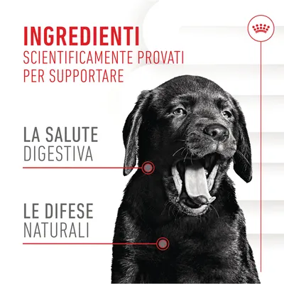 Ingredienti scientificamente provati per supportare la salute digestiva e le difese naturali. Immagine di un cane nero con bocca aperta.