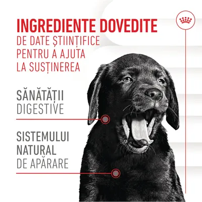 Ingrediente dovedite de date științifice pentru a ajuta la susținerea sănătății digestive și sistemului natural de apărare. Imagine cu un câine negru.