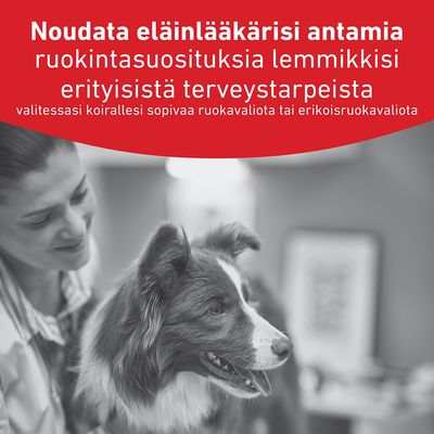 Noudata eläinlääkärisi ruokintasuosituksia, jos lemmikilläsi on erityisiä terveystarpeita.