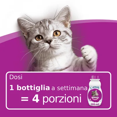 Dosi: 1 bottiglia a settimana = 4 porzioni. Immagine di una bottiglia Catmilk Whiskas 200 ml con un gatto grigio sullo sfondo. Dosi: 1 bottiglia a settimana = 4 porzioni. Immagine di una bottiglia Catmilk Whiskas 200 ml con un gatto grigio sullo sfondo.