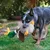 Dog playing with plush toy shaped like a duck with green, yellow and brown details in the garden.