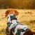 Dog wearing a colourful outdoor coat with camouflage pattern, back view, in sunlight on a meadow.