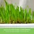 Cat grass, edible after 5-8 days. Dietary supplement for digestive purposes.
