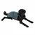 Dog wearing a two-tone coat, showing how the garment fits and covers the body.