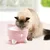 Katze trinkt aus einem rosa Trinkbrunnen mit Katzenmotiv und weissen Füssen. Produkt zeigt Funktion als Haustier-Trinkstation.