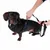 Chien noir avec harnais, une laisse est attachée. Des mains montrent la fixation correcte de la laisse au harnais.