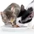 Zwei Katzen fressen aus einem weissen Teller mit Nassfutter.