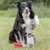 Dog next to a transparent food container with lid and a red collapsible food bowl outdoors.