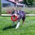 Dog playing with a red ring toy on a lawn. Toy for active pets.
